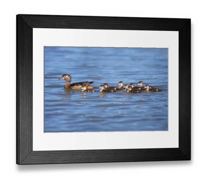 Framed Print : USA; California; Lakeside; Wood Ducklings on Lindo Lake in Lakeside Framed Print : USA; California; Lakeside; Wood Ducklings on Lindo Lake in Lakeside