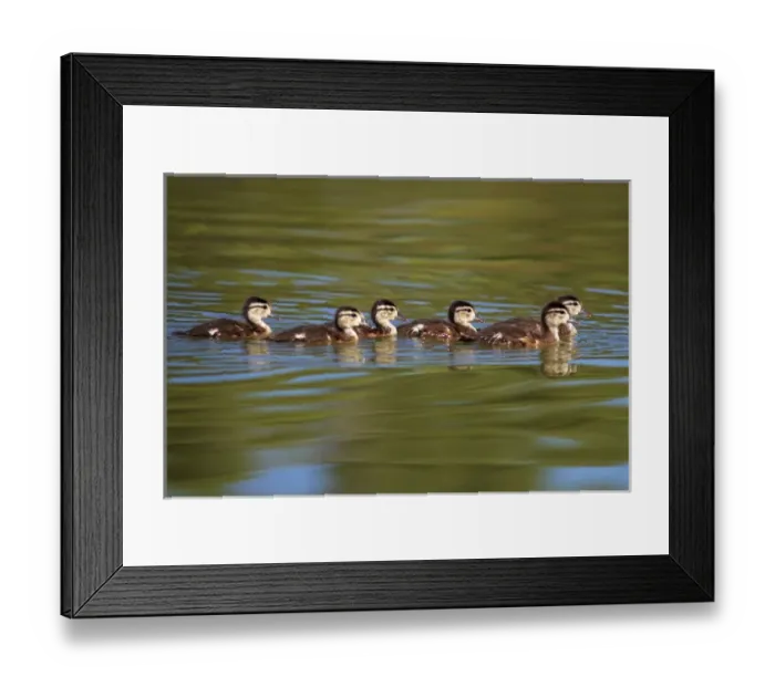 Framed Print : USA; California; Lakeside; Wood Ducklings on Lindo Lake in Lakeside Framed Print : USA; California; Lakeside; Wood Ducklings on Lindo Lake in Lakeside