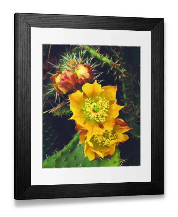 Framed Print : USA, California, Lakeside, Prickly Pear Cactus Wildflowers Framed Print : USA, California, Lakeside, Prickly Pear Cactus Wildflowers