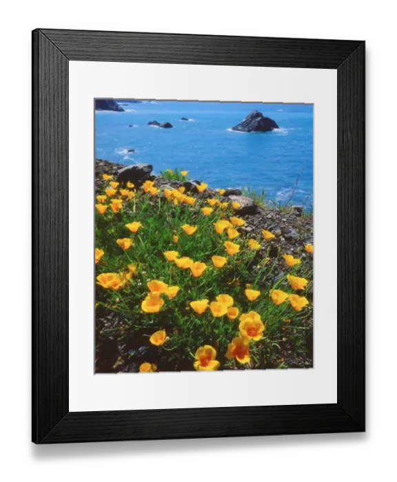 Framed Print : USA, California, Poppies along the Pacific CoastA Framed Print : USA, California, Poppies along the Pacific CoastA