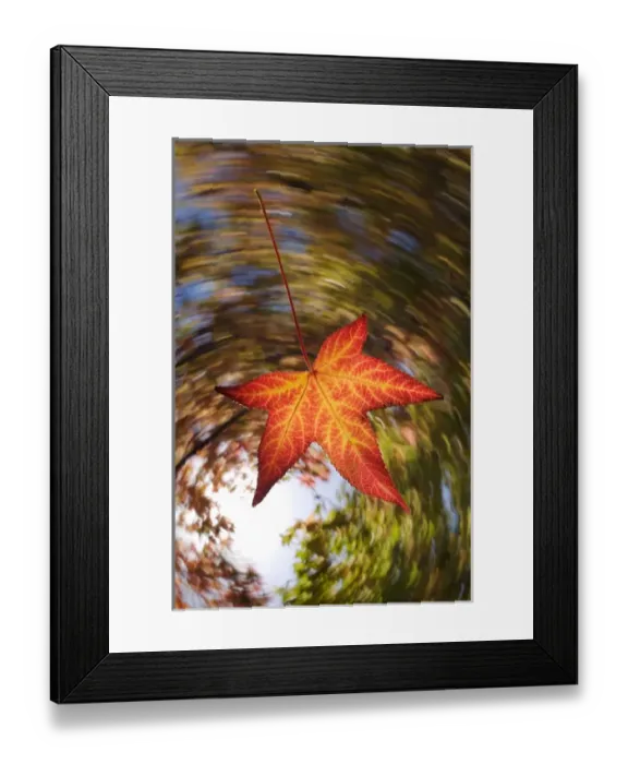 Framed Print : USA; California; San Diego; Falling Leaf from a tree in autumn Framed Print : USA; California; San Diego; Falling Leaf from a tree in autumn