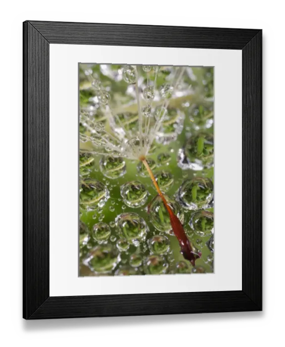 Framed Print : USA; California; San Diego; Dandelion on a Spider Web with Mist Framed Print : USA; California; San Diego; Dandelion on a Spider Web with Mist