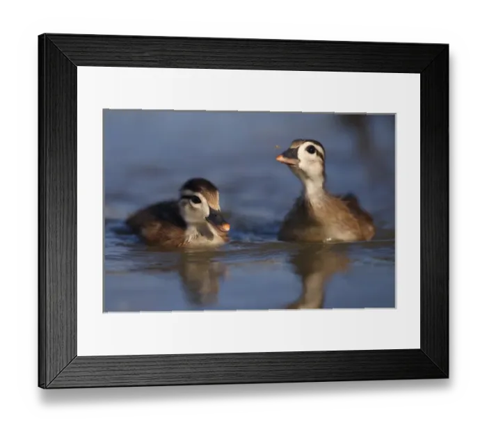 Framed Print : USA; California; San Diego; Lakeside; Wood ducklings on Lindo Lake going after an insect Framed Print : USA; California; San Diego; Lakeside; Wood ducklings on Lindo Lake going after an insect