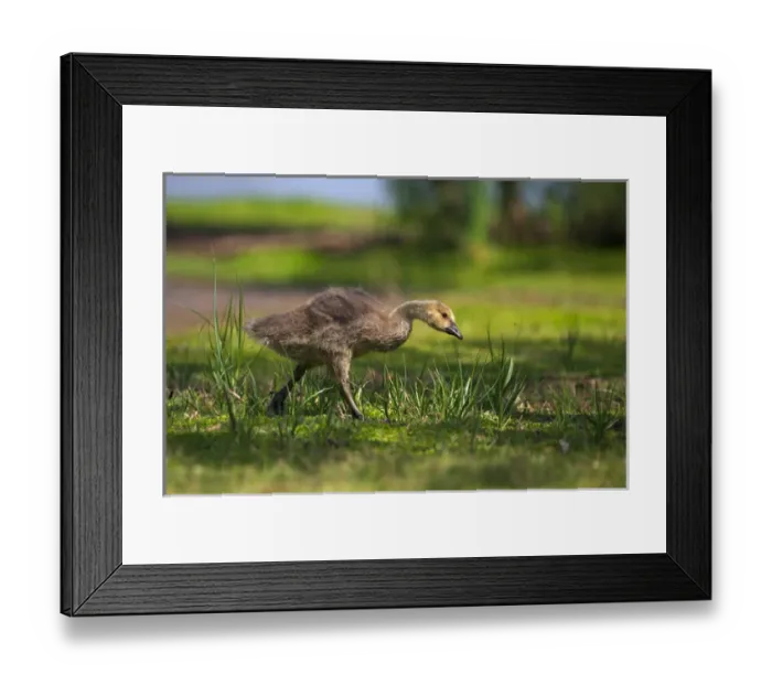 Framed Print : USA, California, San Diego, Lakeside, Canadian goose gosling Framed Print : USA, California, San Diego, Lakeside, Canadian goose gosling
