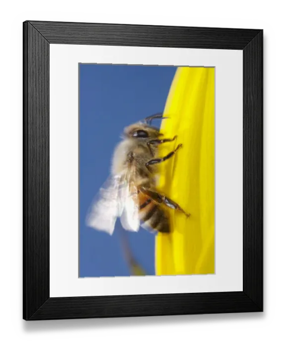Framed Print : USA; California; San Diego; Honey Bee taking off Framed Print : USA; California; San Diego; Honey Bee taking off