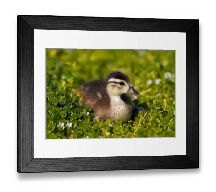 Framed Print : USA; California; San Diego; Lakeside; Wood duckling on the shoreline of Lindo Lake Framed Print : USA; California; San Diego; Lakeside; Wood duckling on the shoreline of Lindo Lake