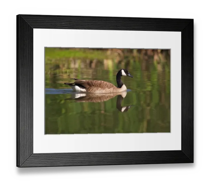 Framed Print : USA; California; Lakeside; San Diego; Canada Goose in Lakeside Framed Print : USA; California; Lakeside; San Diego; Canada Goose in Lakeside