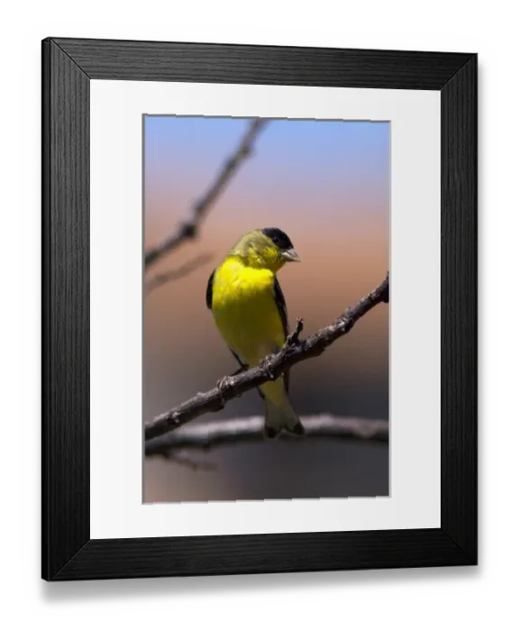 Framed Print : USA; California; Lakeside; San Diego; A Yellow Finch in Lakeside