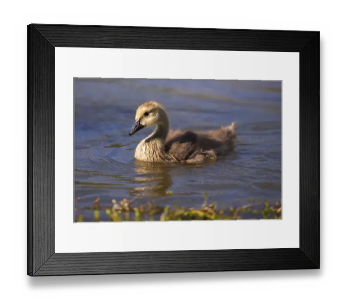 Framed Print : USA; California; Lakeside; San Diego; Canada Gosling in Lakeside Framed Print : USA; California; Lakeside; San Diego; Canada Gosling in Lakeside