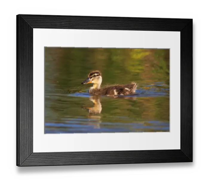 Framed Print : USA; California; Lakeside; San Diego; Mallard Duckling in Lakeside