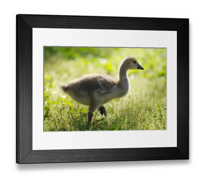 Framed Print : USA; California; Lakeside; San Diego; Canada Gosling in Lakeside Framed Print : USA; California; Lakeside; San Diego; Canada Gosling in Lakeside