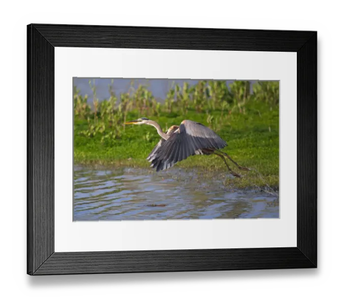 Framed Print : USA; California; Lakeside; San Diego:; Great Blue Heron flying in Lakeside Framed Print : USA; California; Lakeside; San Diego:; Great Blue Heron flying in Lakeside