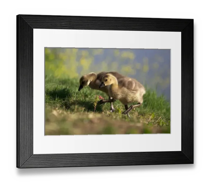 Framed Print : USA; California; Lakeside; San Diego; Canada Goslings in Lakeside Framed Print : USA; California; Lakeside; San Diego; Canada Goslings in Lakeside