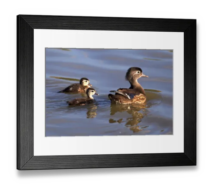 Framed Print : USA; California; Lakeside; San Diego:; Mother and Wood Duckligs in Lakeside