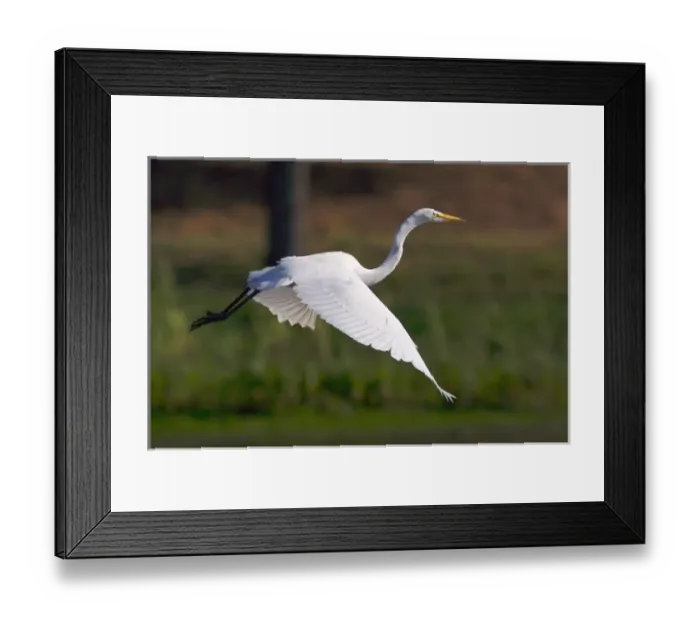 Framed Print : USA; California; Lakeside; San Diego:; Great Egret flying in Lakeside