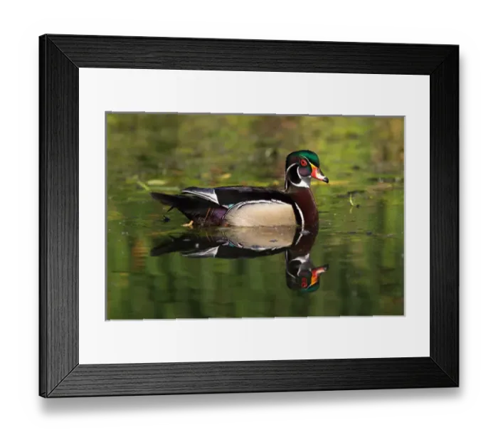 Framed Print : USA; California; Lakeside; San Diego; Wood Duck in Lakeside Framed Print : USA; California; Lakeside; San Diego; Wood Duck in Lakeside