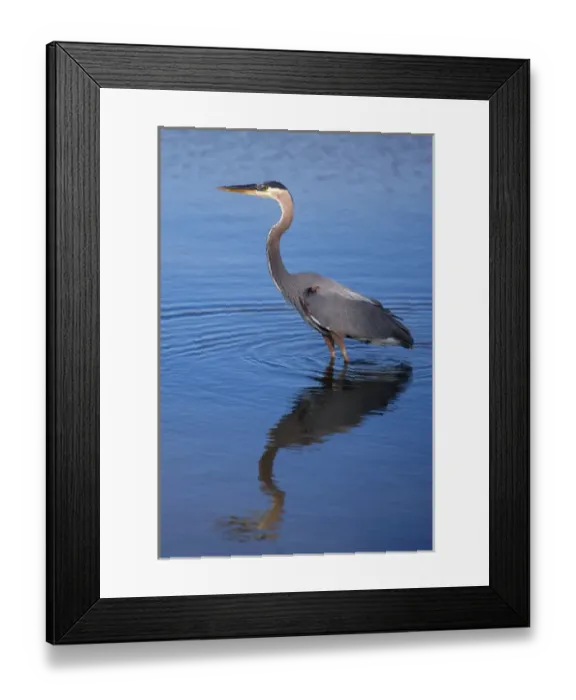 Framed Print : USA; California; Lakeside; San Diego:; Great Blue Heron in Lakeside Framed Print : USA; California; Lakeside; San Diego:; Great Blue Heron in Lakeside