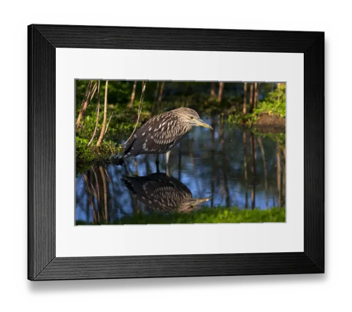 Framed Print : USA; California; Lakeside; San Diego:; A Young Black-Crowned Night-Heron in Lakeside Framed Print : USA; California; Lakeside; San Diego:; A Young Black-Crowned Night-Heron in Lakeside