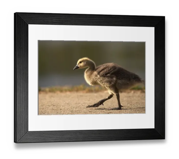 Framed Print : USA; California; Lakeside; San Diego; Canada Gosling in Lakeside; bird; waterfowl Framed Print : USA; California; Lakeside; San Diego; Canada Gosling in Lakeside; bird; waterfowl