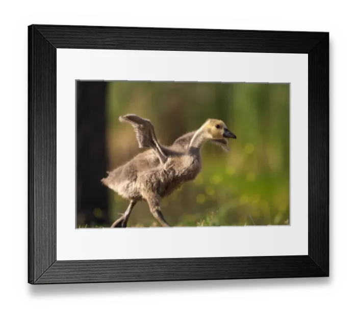 Framed Print : USA; California; Lakeside; San Diego; Canada Gosling in Lakeside Framed Print : USA; California; Lakeside; San Diego; Canada Gosling in Lakeside