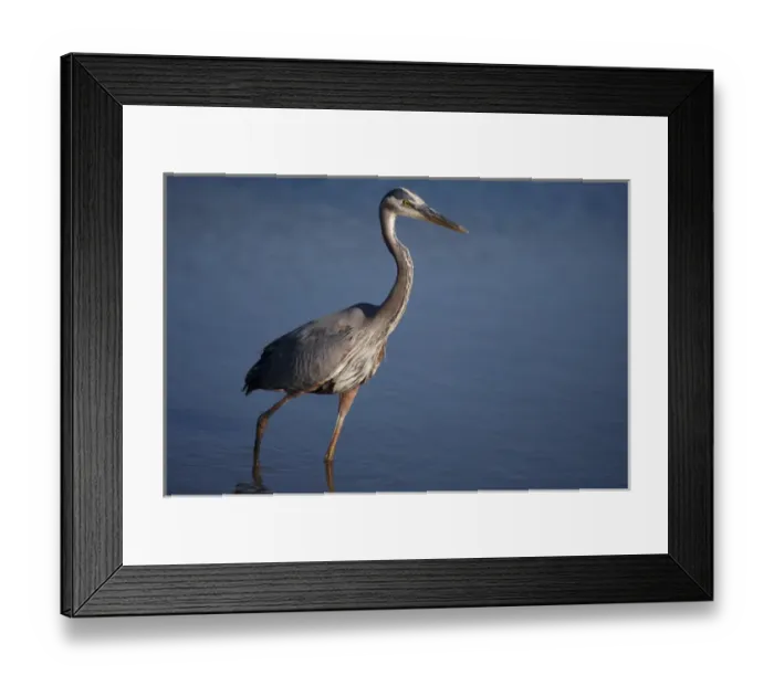 Framed Print : USA; California; Lakeside; San Diego:; Great Blue Heron in Lakeside Framed Print : USA; California; Lakeside; San Diego:; Great Blue Heron in Lakeside
