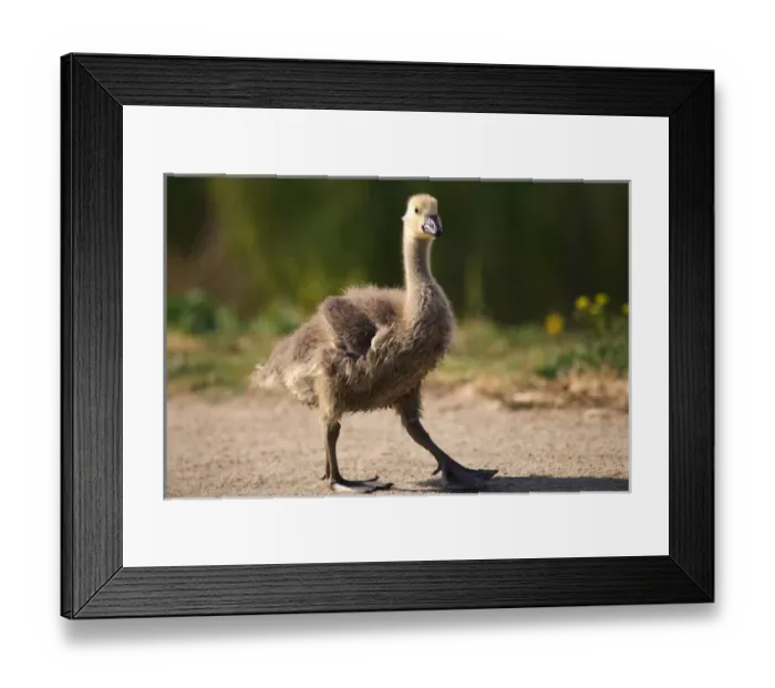 Framed Print : USA; California; Lakeside; San Diego; Canadian Gosling in Lakeside