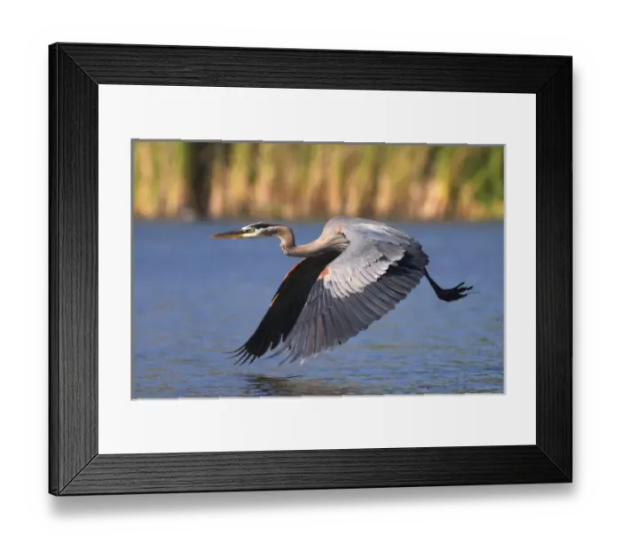 Framed Print : USA; California; Lakeside; San Diego:; Great Blue Heron flying in Lakeside Framed Print : USA; California; Lakeside; San Diego:; Great Blue Heron flying in Lakeside