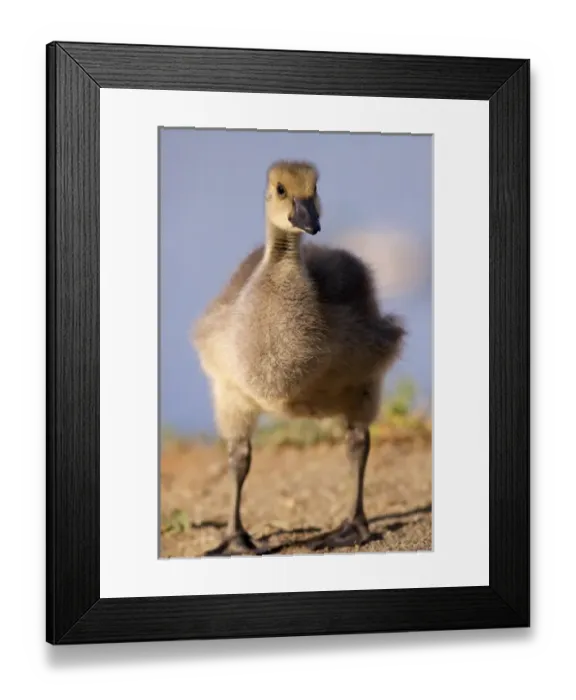 Framed Print : USA; California; Lakeside; San Diego; Canada Gosling in Lakeside Framed Print : USA; California; Lakeside; San Diego; Canada Gosling in Lakeside