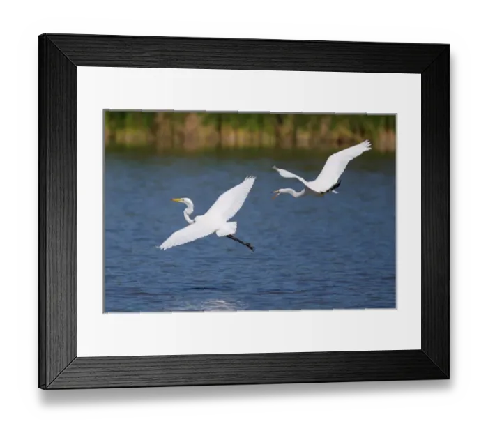 Framed Print : USA; California; Lakeside; San Diego; Great Egrets in Lakeside Framed Print : USA; California; Lakeside; San Diego; Great Egrets in Lakeside