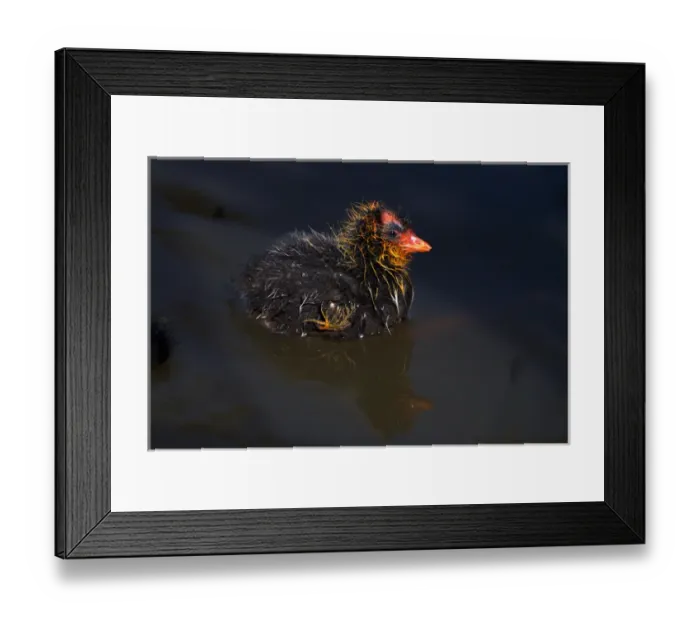 Framed Print : USA; California; Lakeside; San Diego; Mud Chick in Lakeside