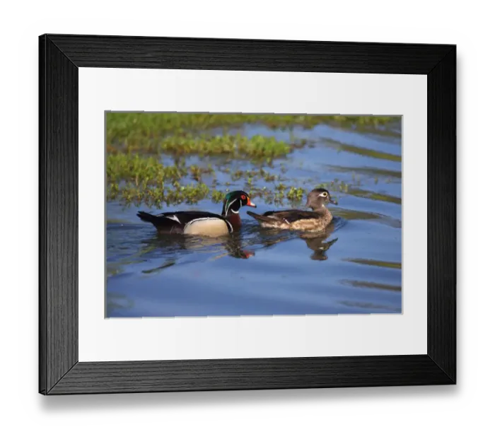 Framed Print : USA; California; Lakeside; San Diego:; Wood Ducks in Lakeside