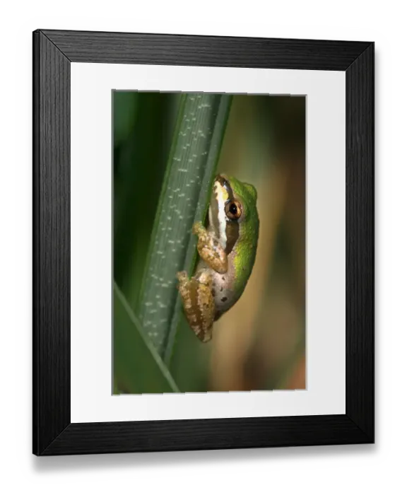 Framed Print : USA; California; San Diego; A Baby Green Tree Frog in Mission Trails Regional Park Framed Print : USA; California; San Diego; A Baby Green Tree Frog in Mission Trails Regional Park
