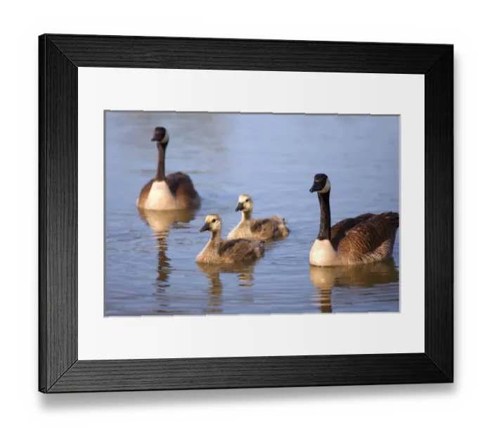 Framed Print : USA; California; Lakeside; San Diego; Canada Goslings in Lakeside Framed Print : USA; California; Lakeside; San Diego; Canada Goslings in Lakeside