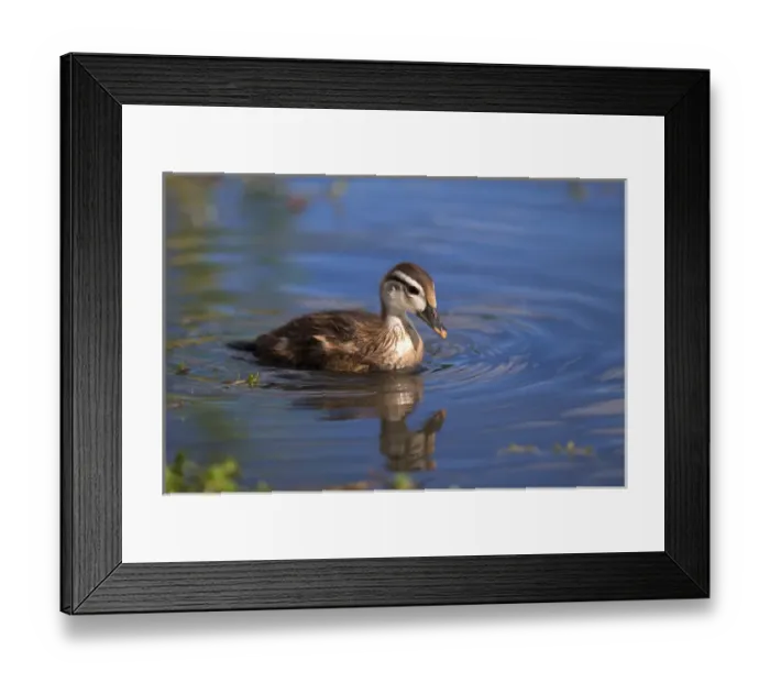 Framed Print : USA; California; Lakeside; San Diego:; Wood Ducklig in Lakeside Framed Print : USA; California; Lakeside; San Diego:; Wood Ducklig in Lakeside