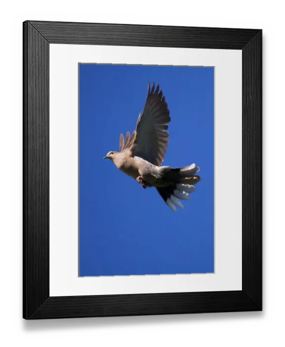 Framed Print : USA; California; Lakeside; San Diego; Mourning Dove flying in Lakeside
