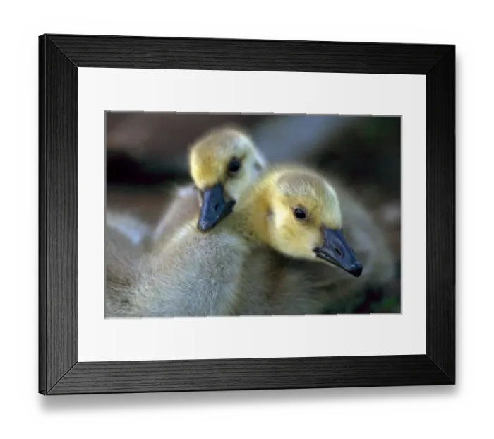 Framed Print : USA; California; Lakeside; San Diego; Canada Goslings in Lakeside Framed Print : USA; California; Lakeside; San Diego; Canada Goslings in Lakeside