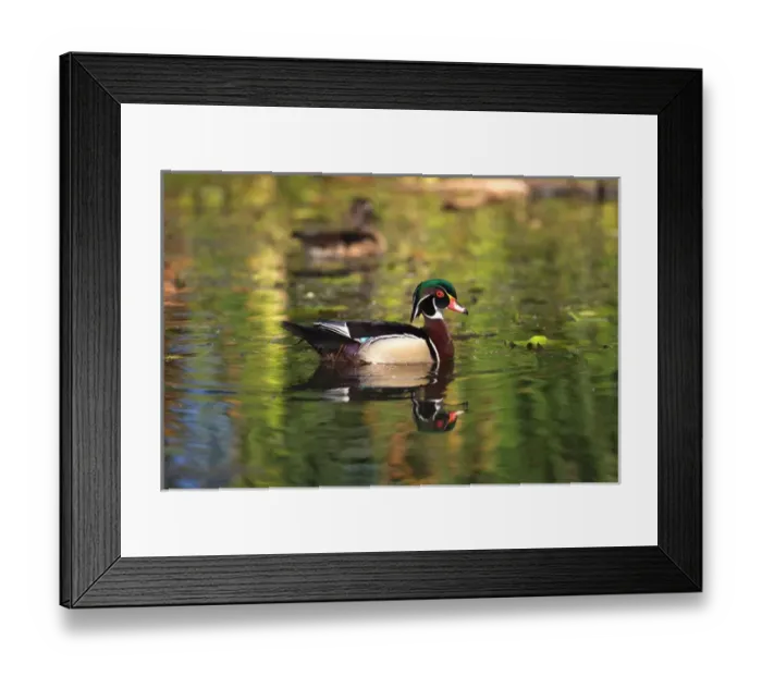 Framed Print : USA; California; Lakeside; San Diego:; Wood Ducks in Lakeside Framed Print : USA; California; Lakeside; San Diego:; Wood Ducks in Lakeside