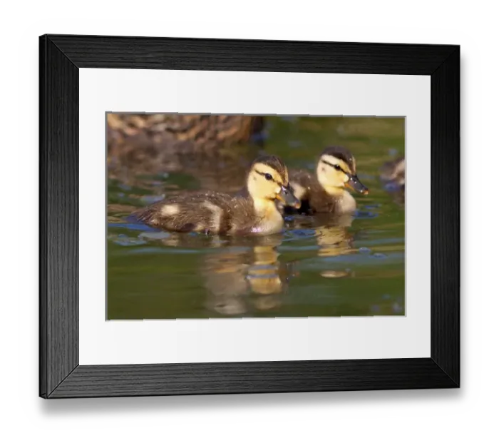 Framed Print : USA; California; Lakeside; San Diego; Mallard Ducklings in Lakeside Framed Print : USA; California; Lakeside; San Diego; Mallard Ducklings in Lakeside