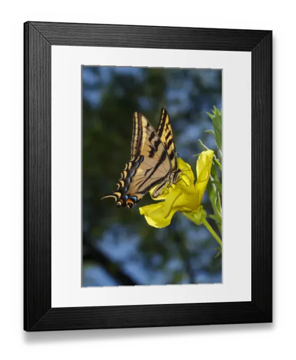 Framed Print : USA; California; San Diego; An Anise Swallowtail Butterfly in Mission Trails Regional Framed Print : USA; California; San Diego; An Anise Swallowtail Butterfly in Mission Trails Regional