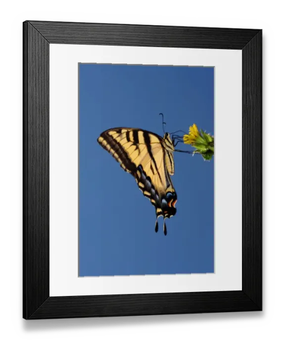 Framed Print : USA; California; San Diego; An Anise Swallowtail Butterfly in Mission Trails Regional Framed Print : USA; California; San Diego; An Anise Swallowtail Butterfly in Mission Trails Regional