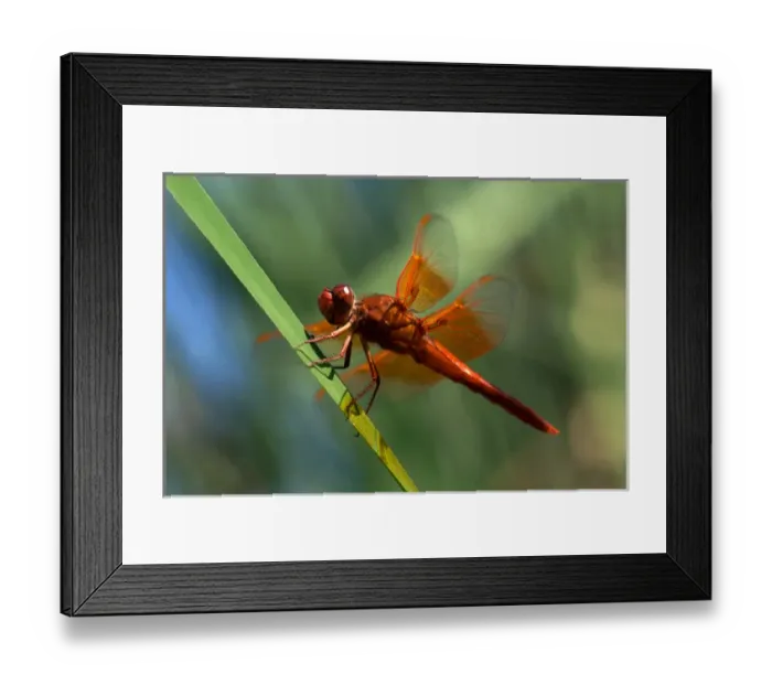 Framed Print : USA; California; San Diego; A Orange Drangonfly in Mission Trails Regional Park in Framed Print : USA; California; San Diego; A Orange Drangonfly in Mission Trails Regional Park in