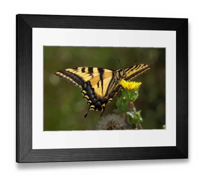 Framed Print : USA; California; San Diego; An Anise Swallowtail in Mission Trails Regional Park Framed Print : USA; California; San Diego; An Anise Swallowtail in Mission Trails Regional Park