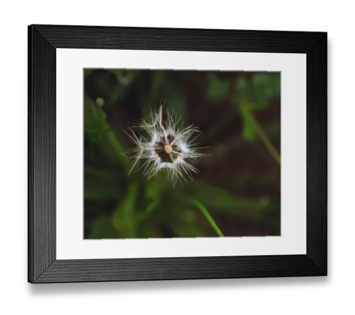 Framed Print : USA; California; San Diego. A Dandelion in Mission Trails Regional Park