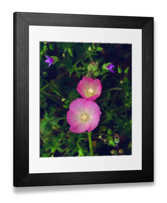 Framed Print : USA; California; San Diego. AChecker Bloom Wildflowers in Mission Trails Regional Park Framed Print : USA; California; San Diego. AChecker Bloom Wildflowers in Mission Trails Regional Park