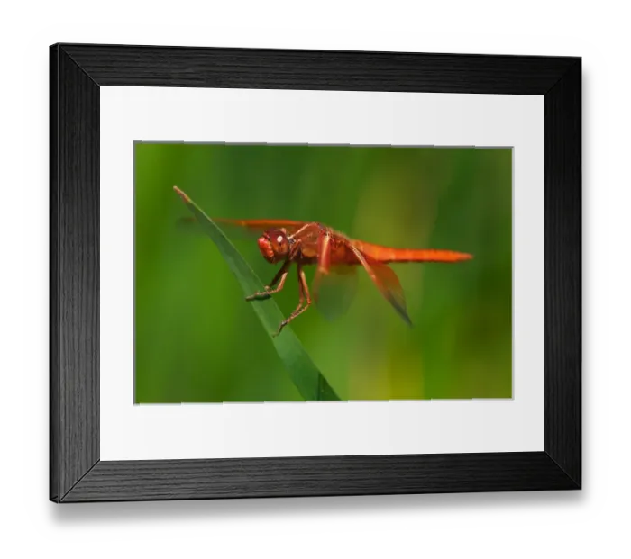 Framed Print : USA; California; San Diego; A Drangonfly in Mission Trails Park in San Diego