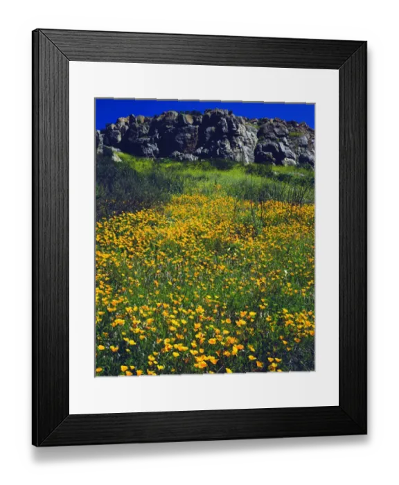 Framed Print : USA; California; San Diego. ACalifornia Poopies in Mission Trails Regional Park Framed Print : USA; California; San Diego. ACalifornia Poopies in Mission Trails Regional Park