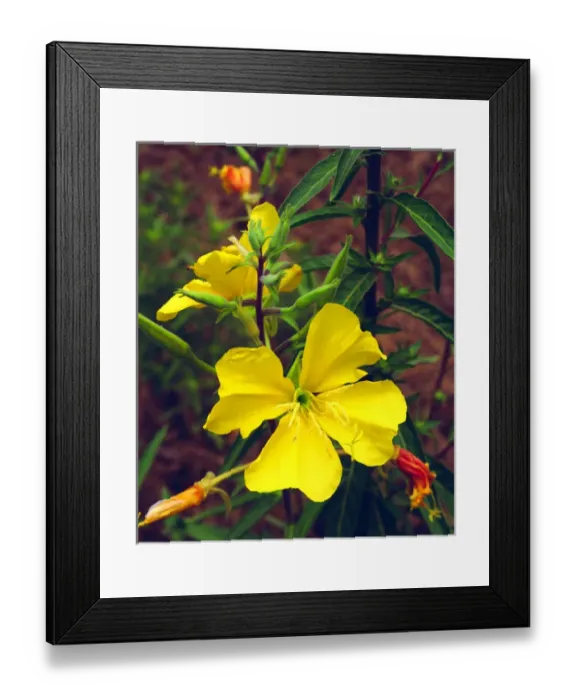 Framed Print : USA; California; San Diego. AEvening Primrose Wildflowers in Mission Trails Regional Park Framed Print : USA; California; San Diego. AEvening Primrose Wildflowers in Mission Trails Regional Park