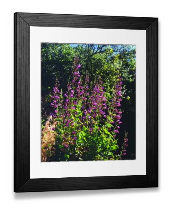Framed Print : USA; California; San Diego. AShowy Penstemon Wildflowers in Mission Trails Regional Park Framed Print : USA; California; San Diego. AShowy Penstemon Wildflowers in Mission Trails Regional Park