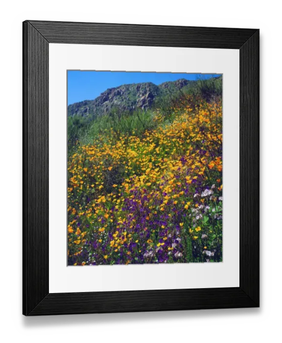 Framed Print : USA, California, San Diego. AWildflowers in Mission Trails Regional Park Framed Print : USA, California, San Diego. AWildflowers in Mission Trails Regional Park