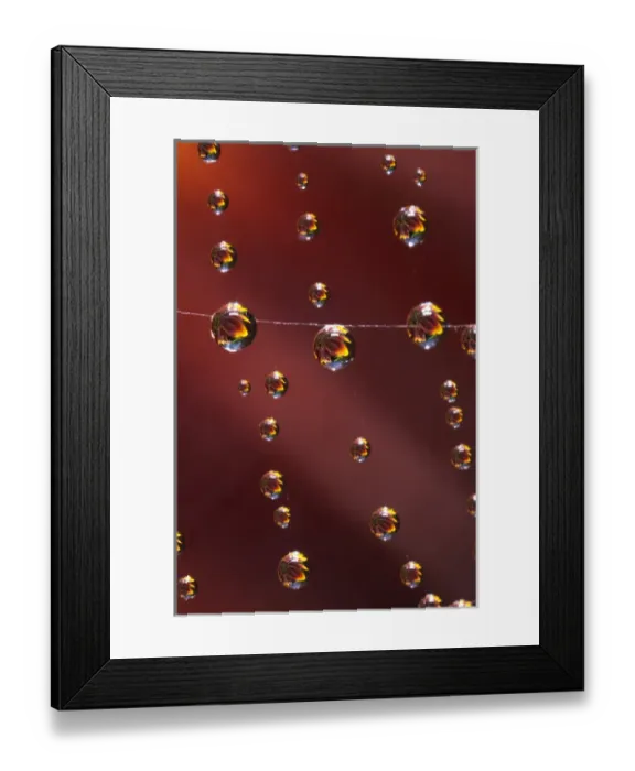 Framed Print : USA; California; San Diego; Sunflower reflection in spider web mist Framed Print : USA; California; San Diego; Sunflower reflection in spider web mist